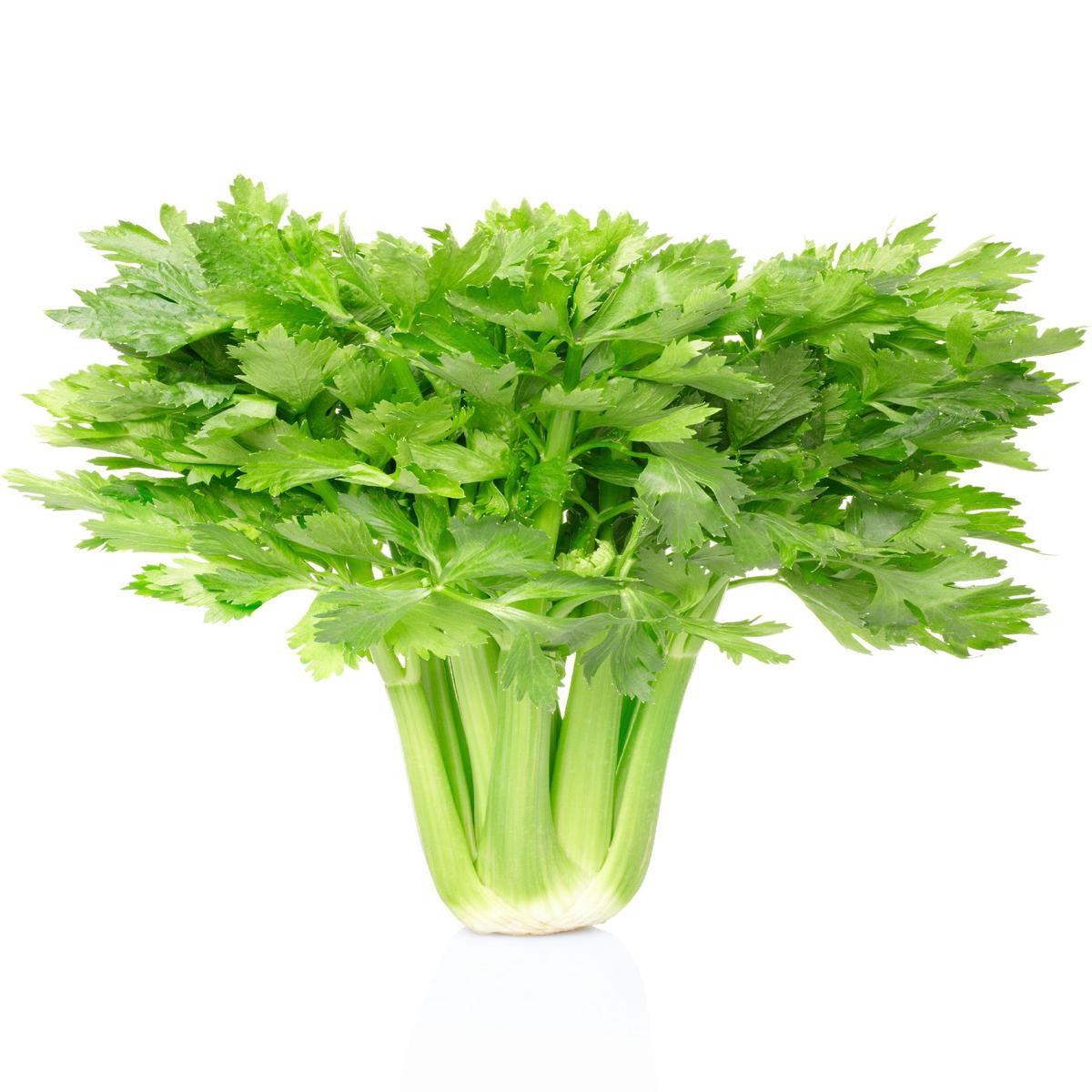 Celery Golden Self Blanching Seeds