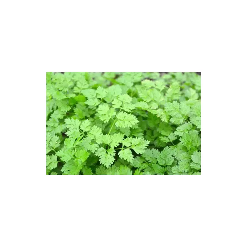 Chervil Massa Seeds