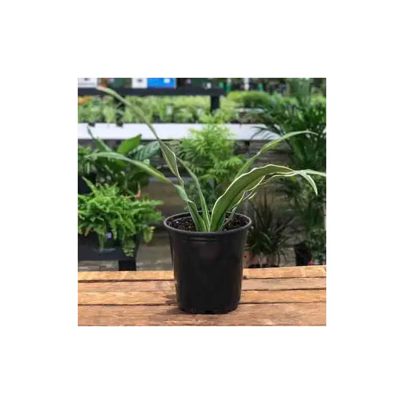 Dracaena Warneckii, Live Plant 3.5 in. Pot