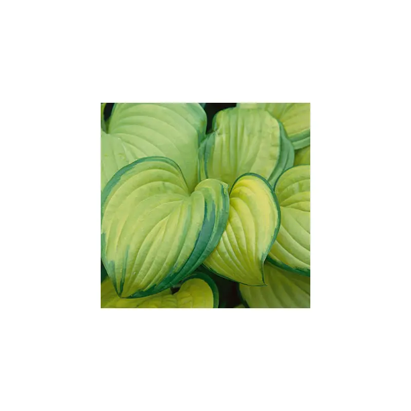 Hosta - Stained Glass