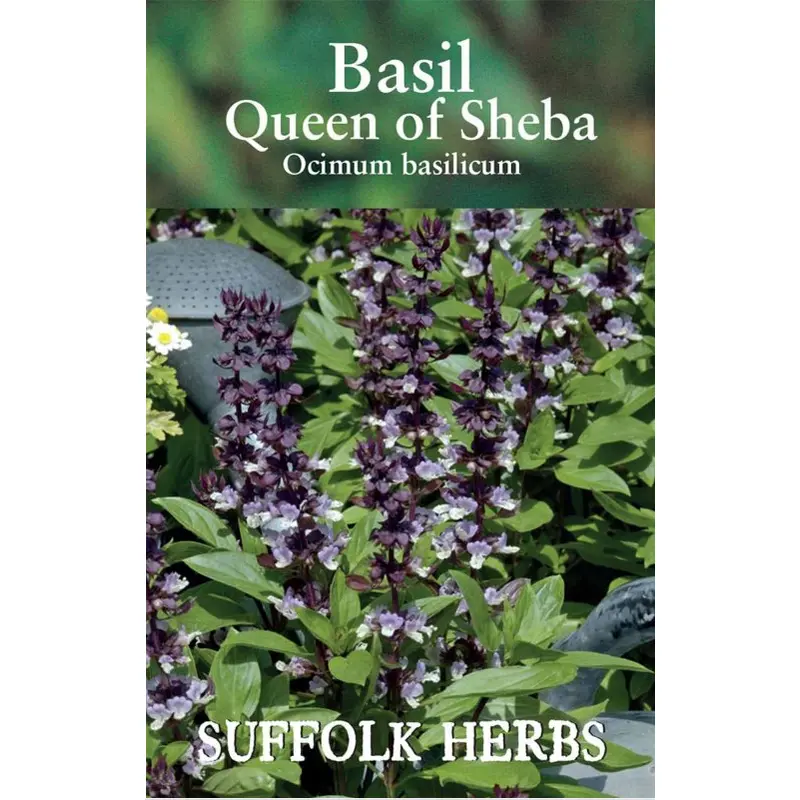Kings Seeds Basil Queen of Sheba Seeds