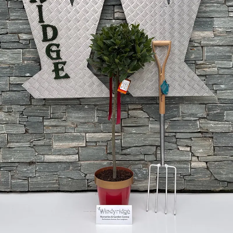 LAURUS NOBILIS BOL OP 1/2 STAM 35/40 P 20 RED GOLD POT P25