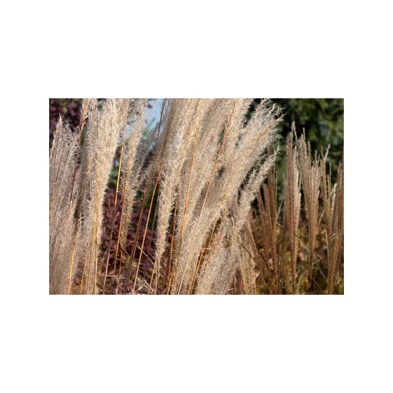 Miscanthus sinensis - Flame Grass