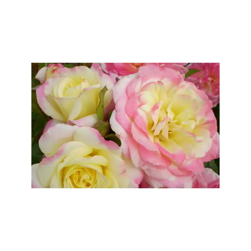 Music Box Rose-2 Gallon