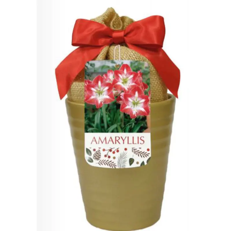 Netherland Bulb, Amaryllis, Minerva In Gold Ceramic Planter