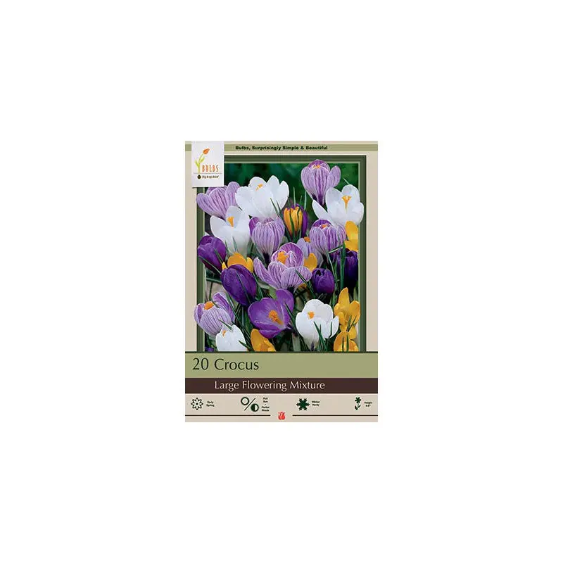 Netherland Bulb Co. Crocus, Large Flowering Mix Bulbs