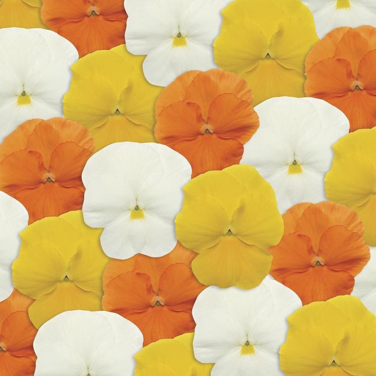 Pansy Panola XP Citrus Mix F1 Hybrid Seeds