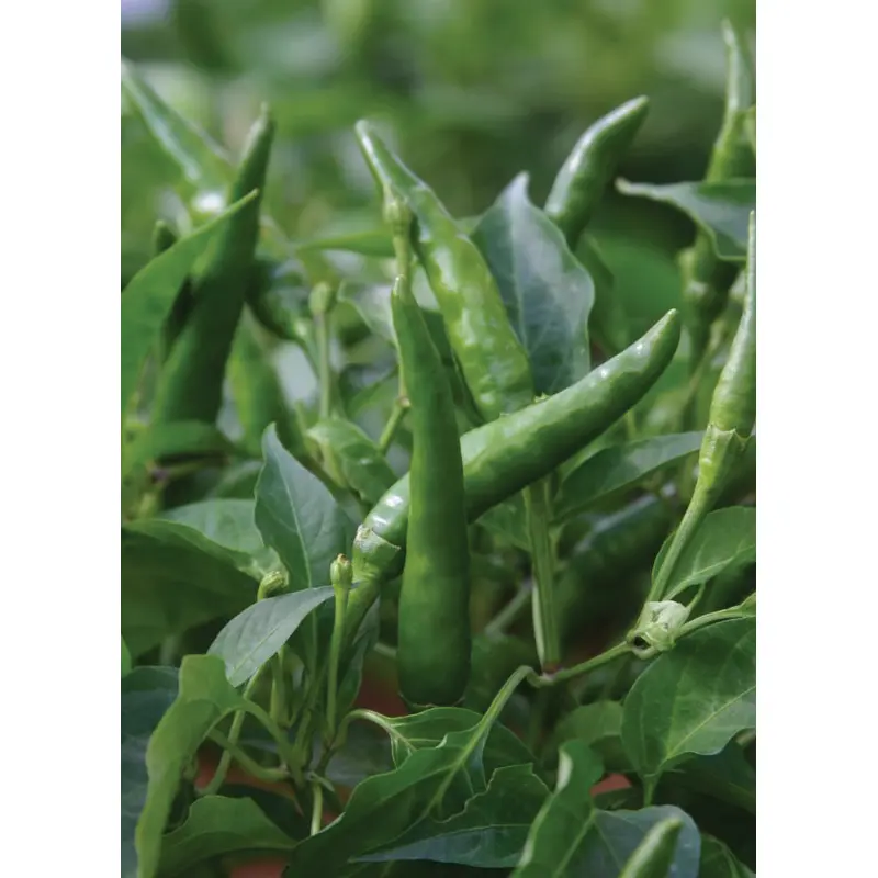 Pepper (Chilli) Toofan Seeds
