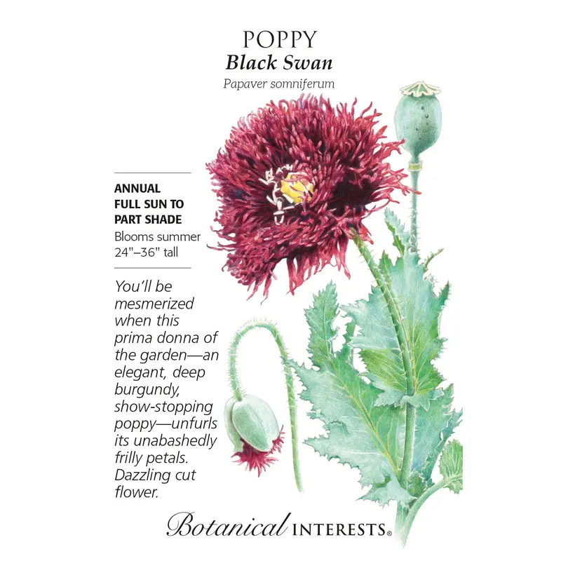 Poppy, Black Swan Botanical Interests Seeds