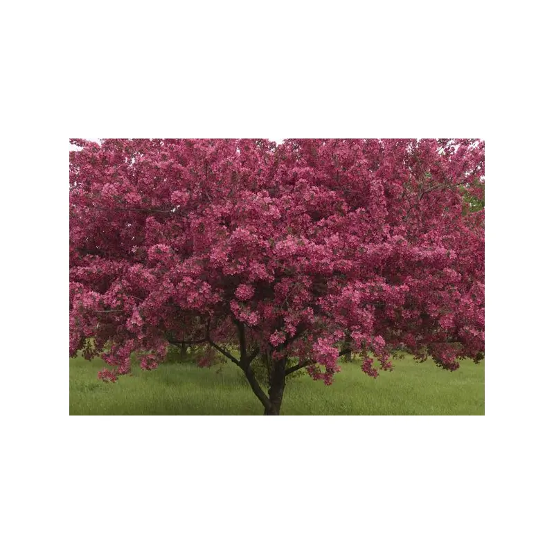 Prairifire Crabapple 25 Gallon : 1-1/2"
