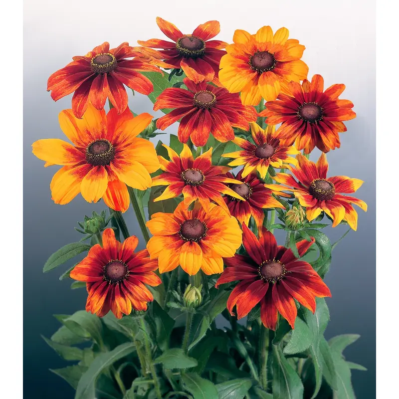 Rudbeckia Autumn Colours Seeds