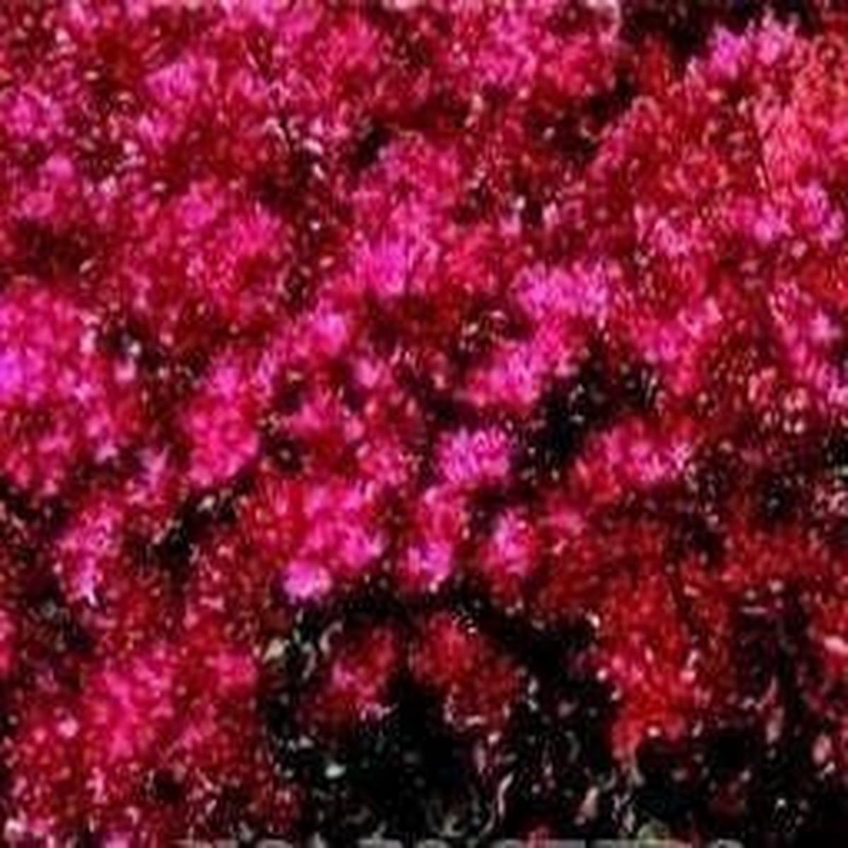 Sedum spurium coccineum Seeds