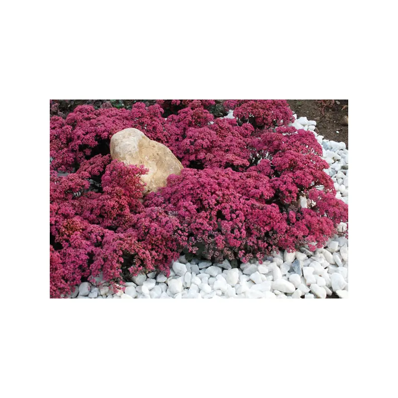 Sedum-Sunsparkler Dazzleberry