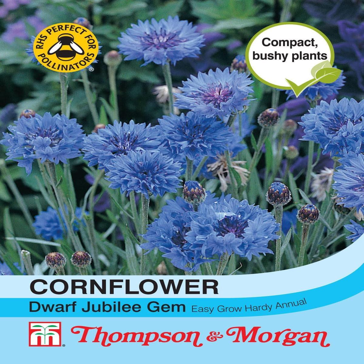 Thompson & Morgan Cornflower Dwarf Jubilee Gem 150 Seed