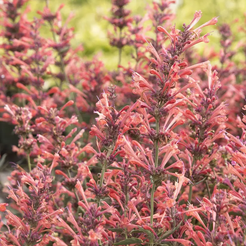 Agastache, Kudos Red Live Starter Perennial Plant, Quart-Size Pot
