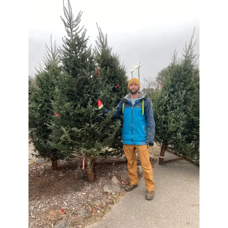 Balsam Fir 9'-10'
