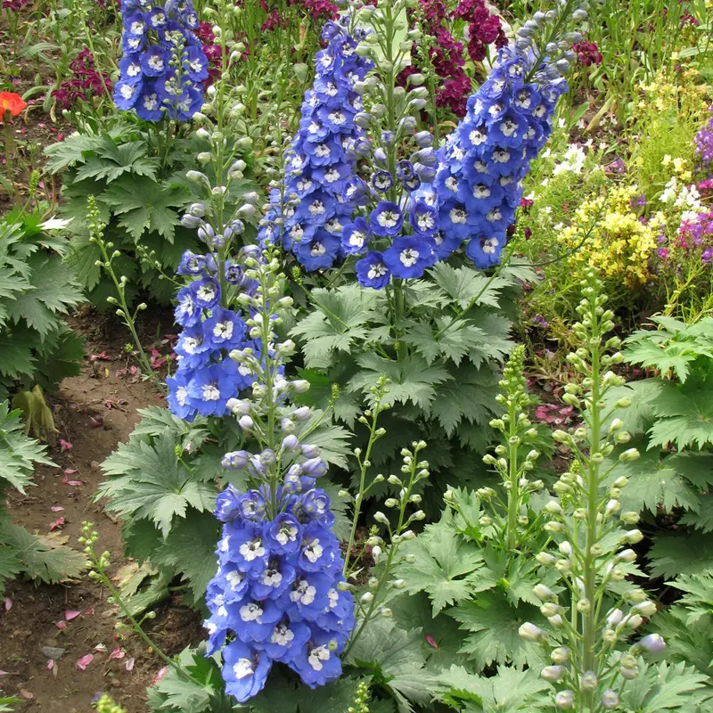 Blue Sky & White Bee Larkspur (Delphinium) - 8" Pot