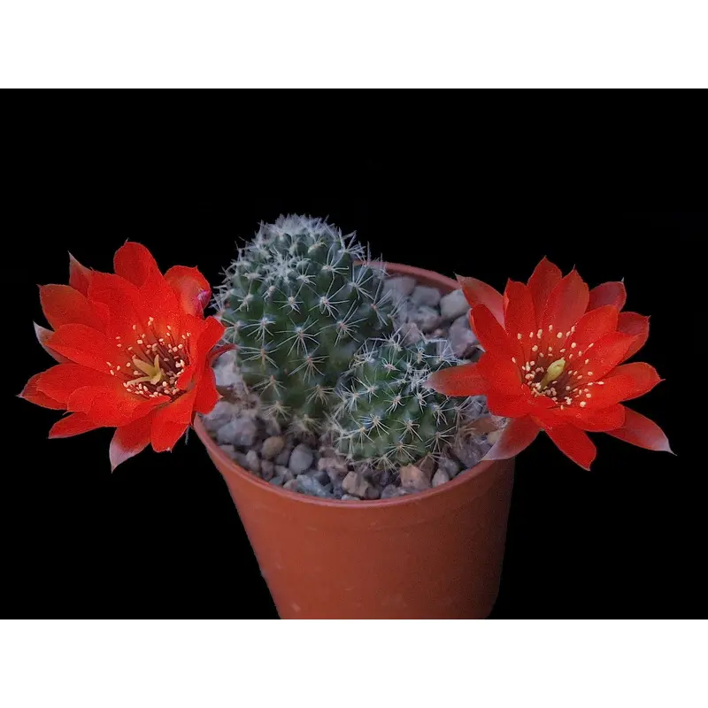 Cactus - Aylostera steinmanni - Mixed Varieties Seeds