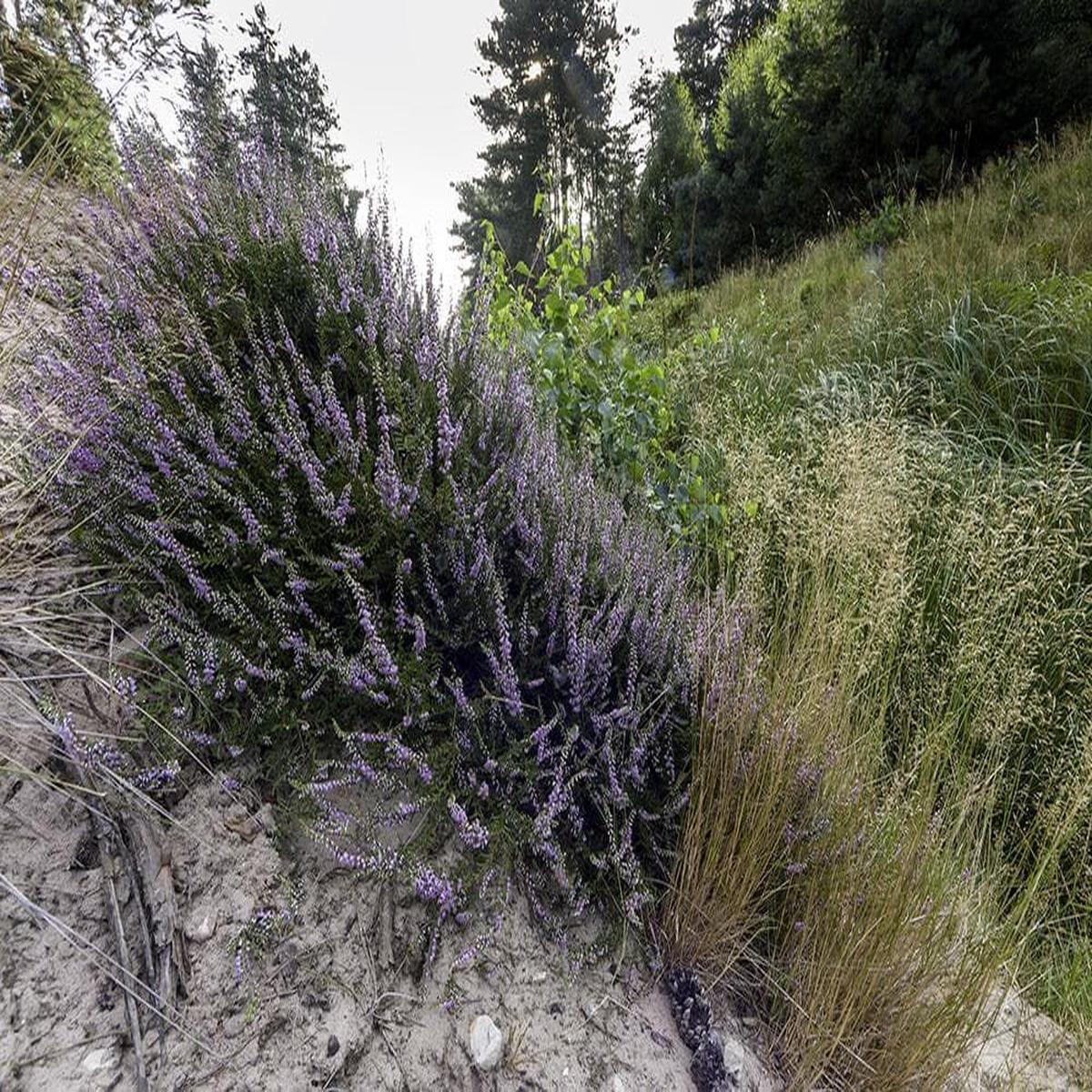 Calluna Vulgaris Common Heather Seeds