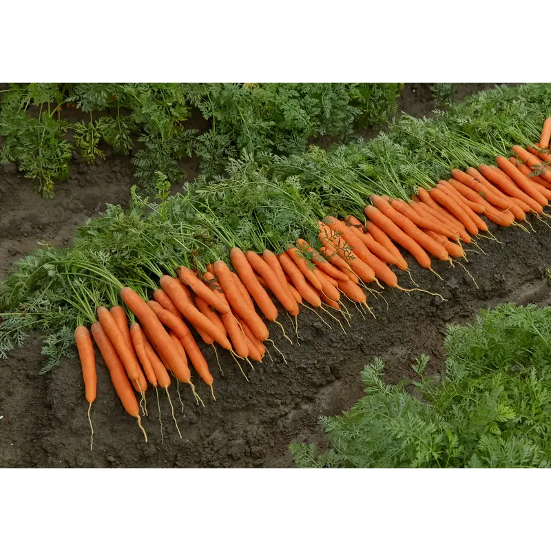Carrot Marion F1 Hybrid Seeds
