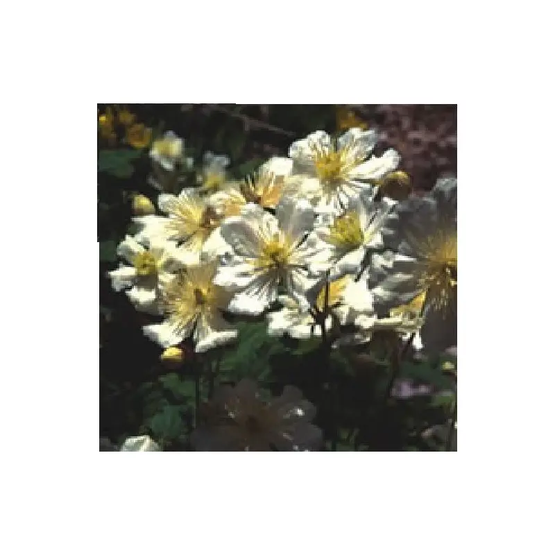 Clematis potaninii Seed - Milky white flowers
