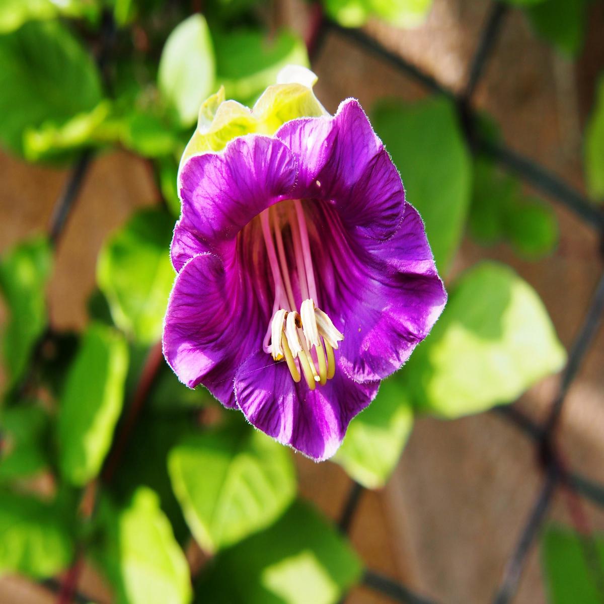Cobaea scandens Purple Seeds