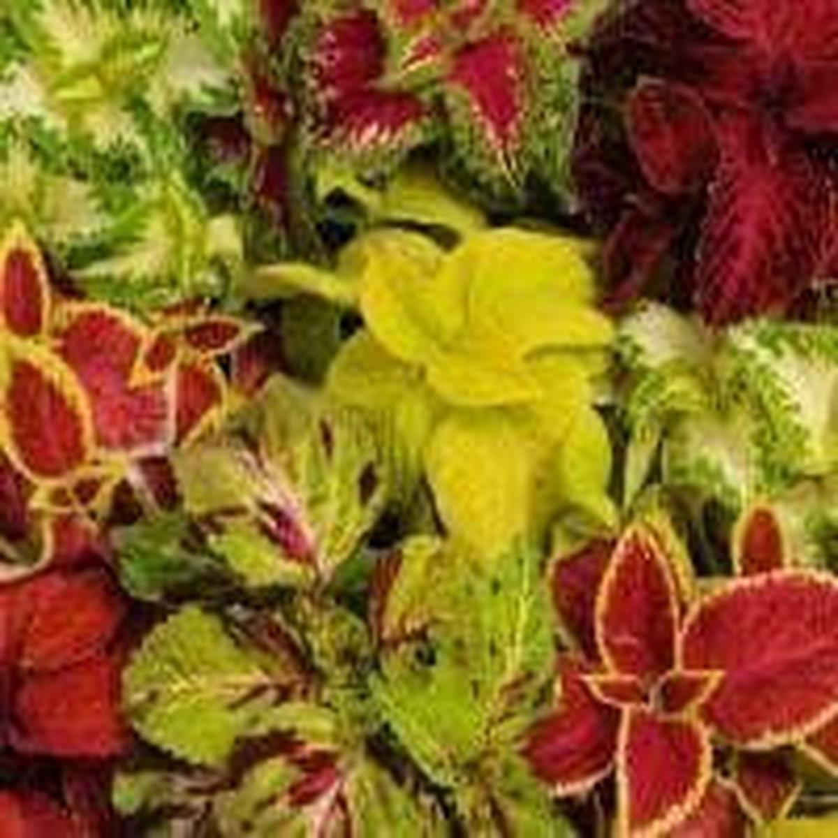 Coleus Wizard Improved Seeds
