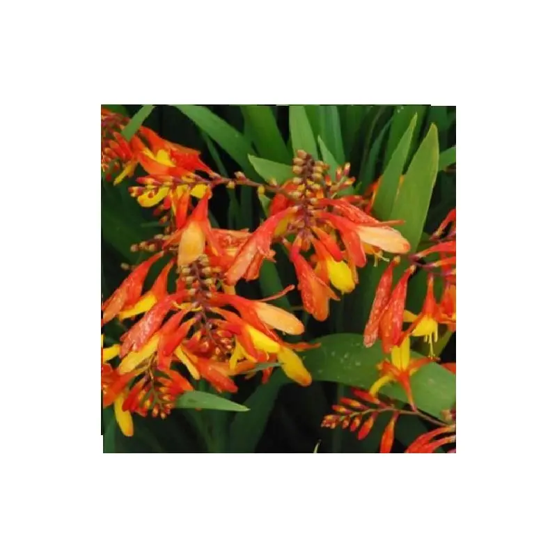 Crocosmia - Mixed Hybrids Seed