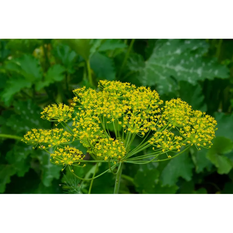 Dill Dukat Seeds