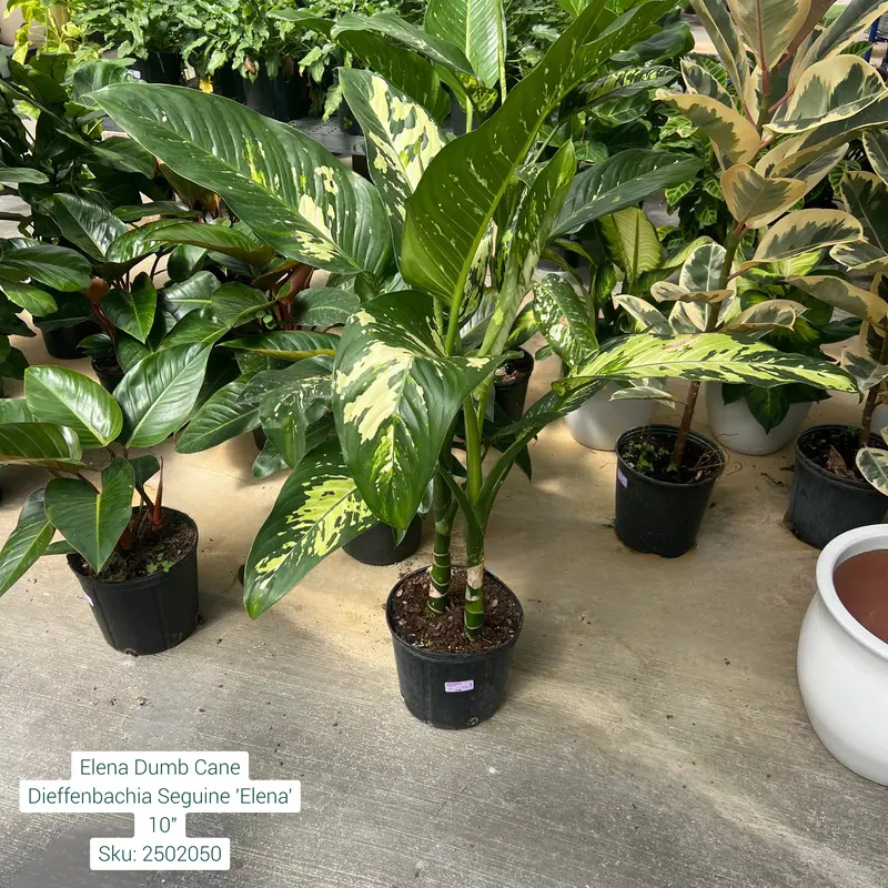 Elena Dumb Cane Dieffenbachia Seguine 'Elena' 10in Pot