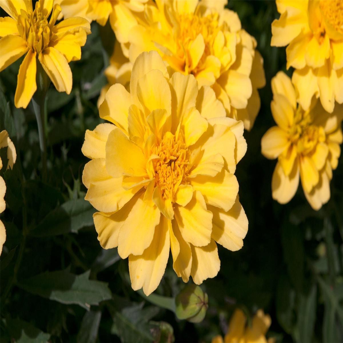 French Marigold Lemon Zest Seeds
