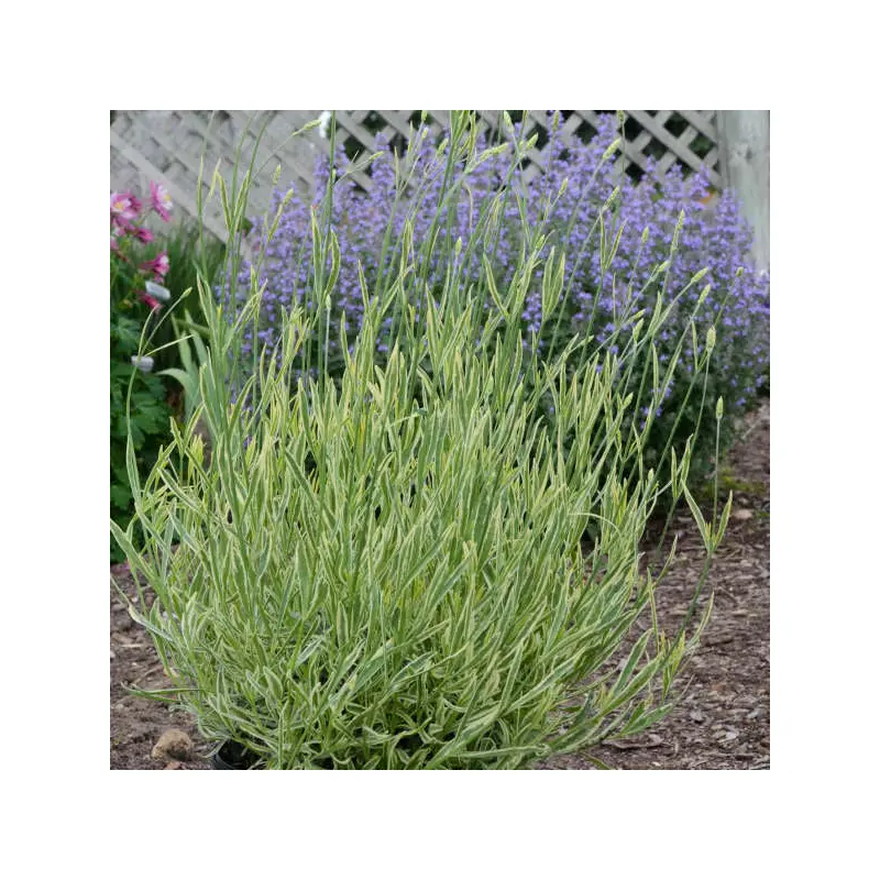 Lavender - Platinum Blonde - 6" Grand Prairie Farms Round