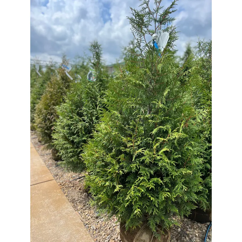 Leprechaun Arborvitae 4ft-5ft Ball & Burlap Tree