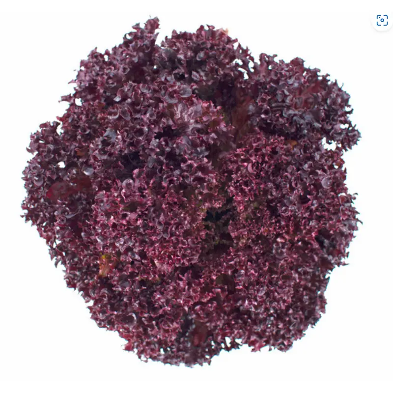 Lettuce Red Leaf Cencibel RZ Seeds