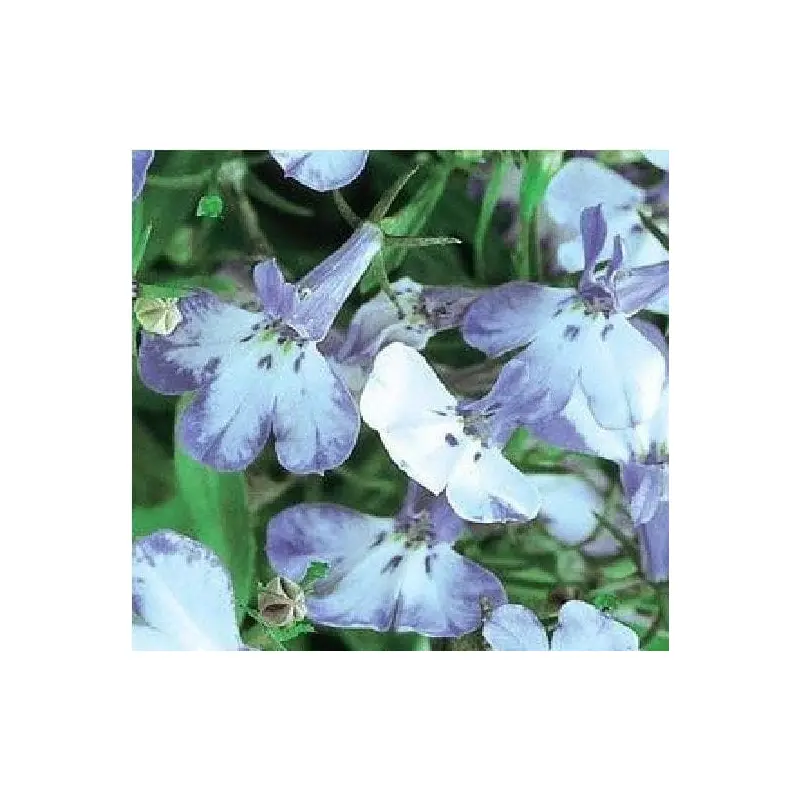 Lobelia Bedding Riviera Blue Splash Seeds