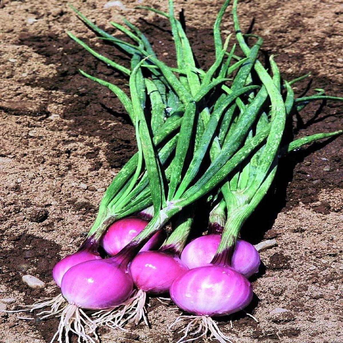 Mini Onion Purplette Seeds