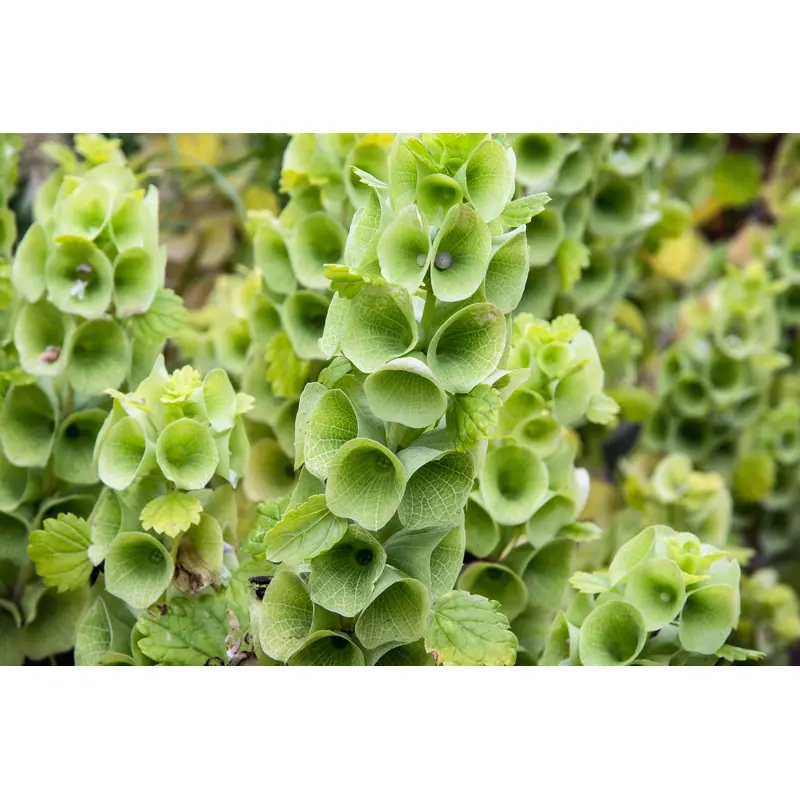 Moluccella Laevis Bells of Ireland Seeds
