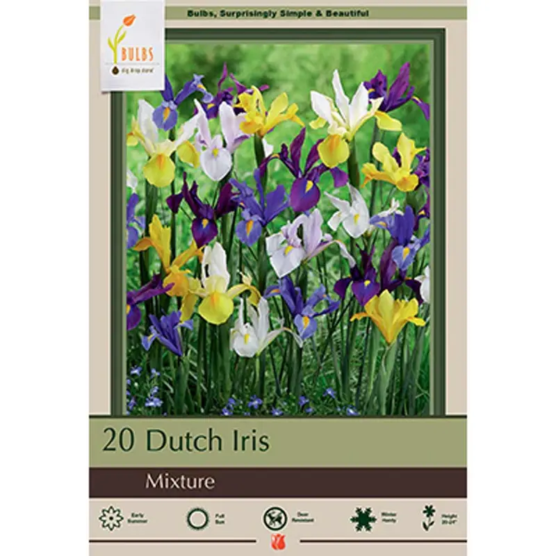 Netherland Bulb, Iris, Dutch Mixture
