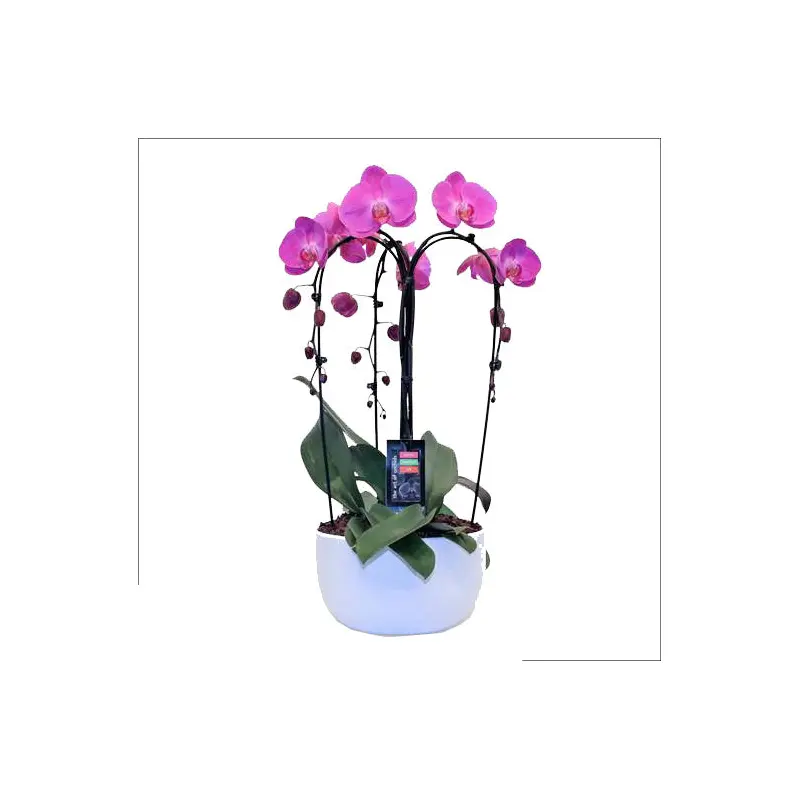 Orchid, Big Bloom Cascade, Live Plant 5" Ceramic Pot (Colors Vary)