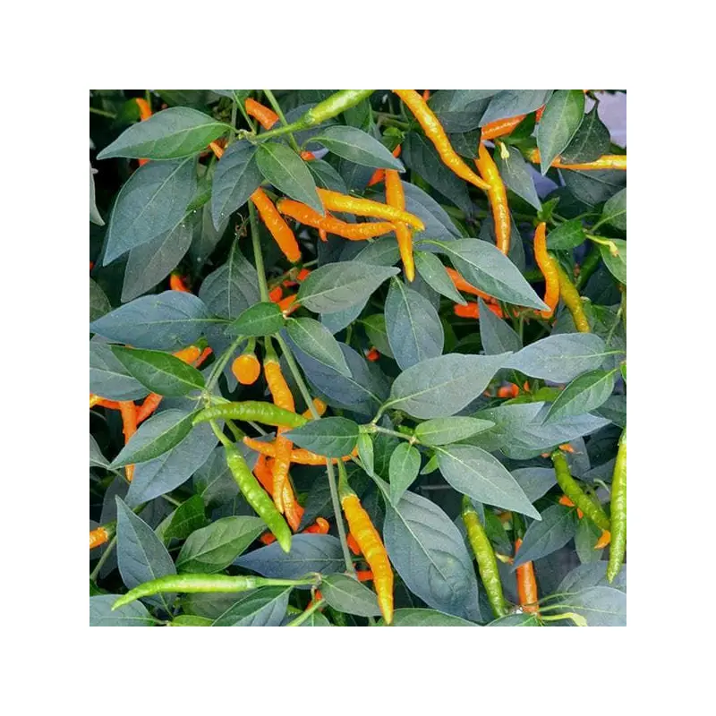 Pepper (Chilli) Orange Tyger Seeds