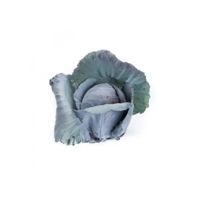 Red Cabbage Redma RZ F1 Hybrid Untreated Seeds