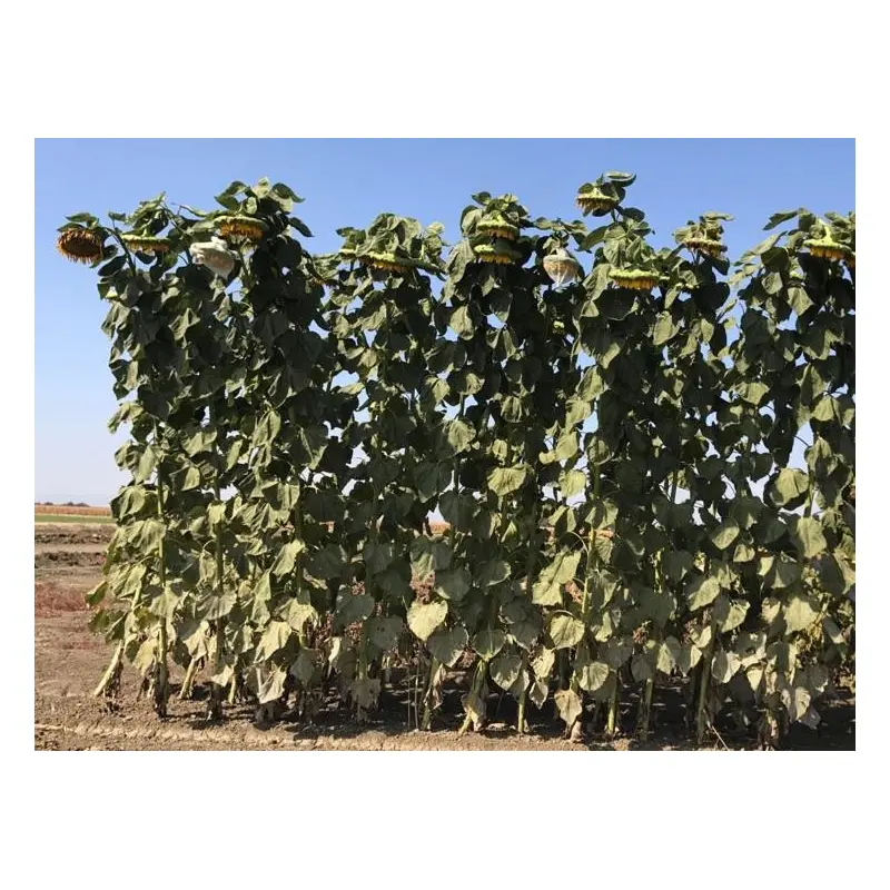 Sunflower American Giant Seeds