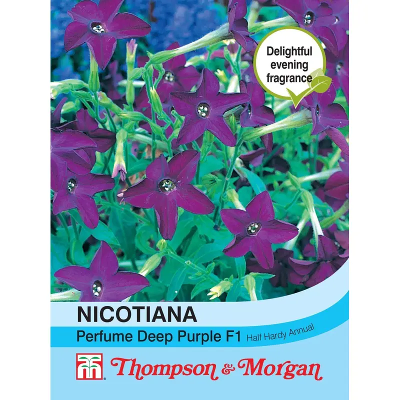 Thompson & Morgan Nicotiana Perfume Deep Purple Seed