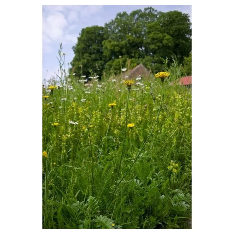 Wild Flower Catsear Hypochaeris radicata Seeds