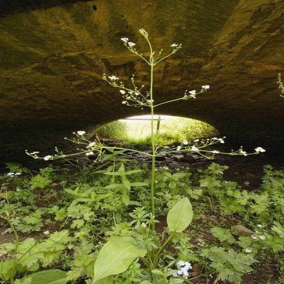 Wild Flower Water Plantain Alisma plantago-aquatica Seeds
