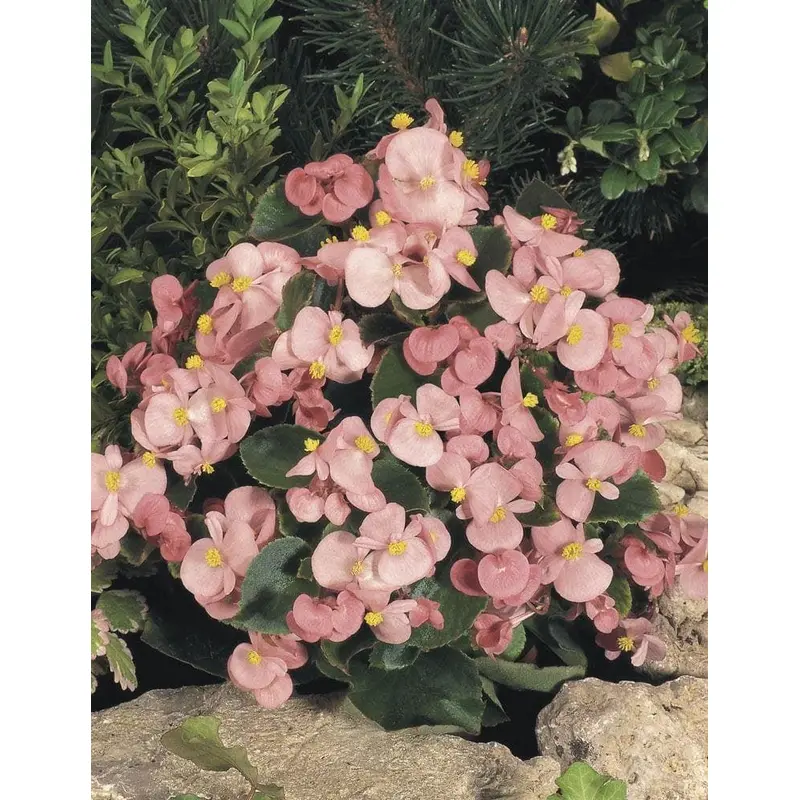 Begonia Heaven Pink F1 Hybrid Seeds