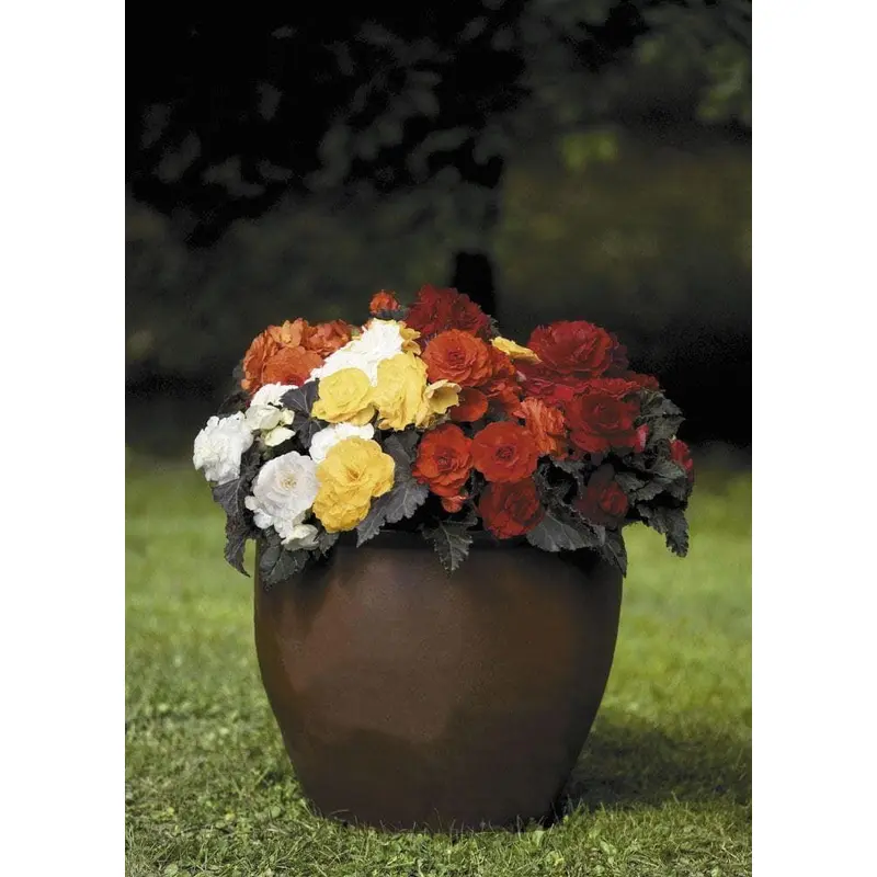 Begonia Nonstop Mocca Mixed F1 Hybrid Seeds