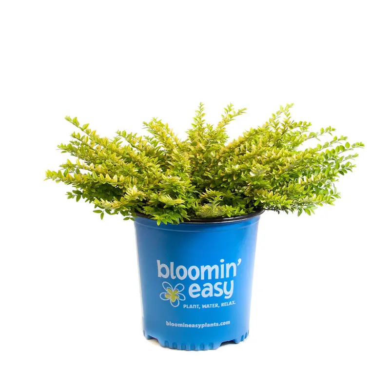 Bloomin' Easy, Lonicera nitida, Thunderbolt