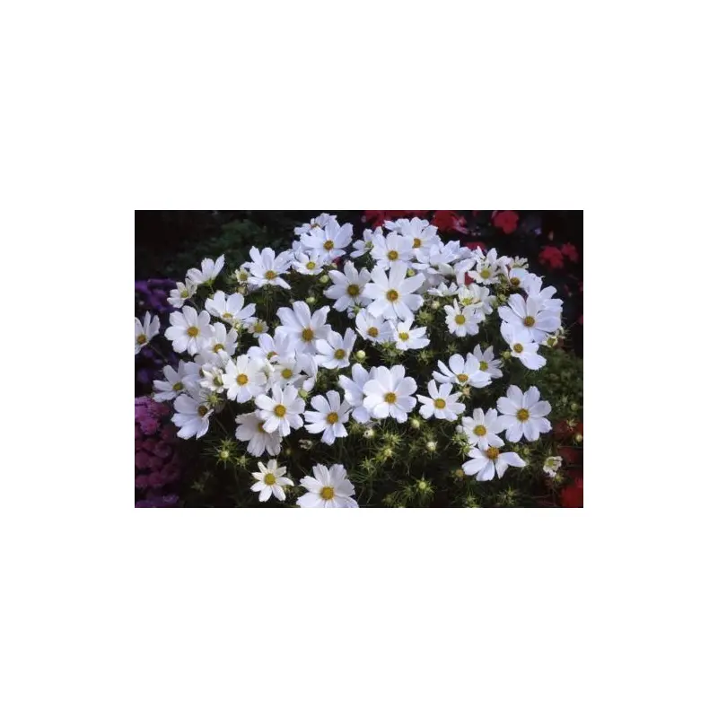 Cosmos Sensation Purity Seeds