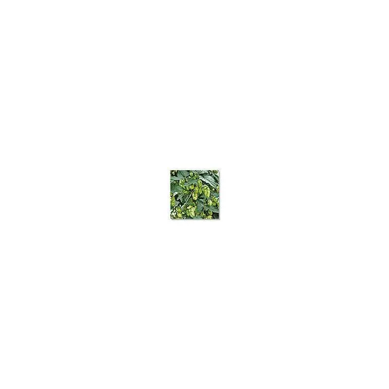 Hop - Humulus Lupulus Seeds